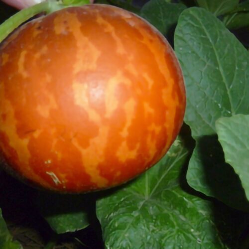 Tiger - Melon