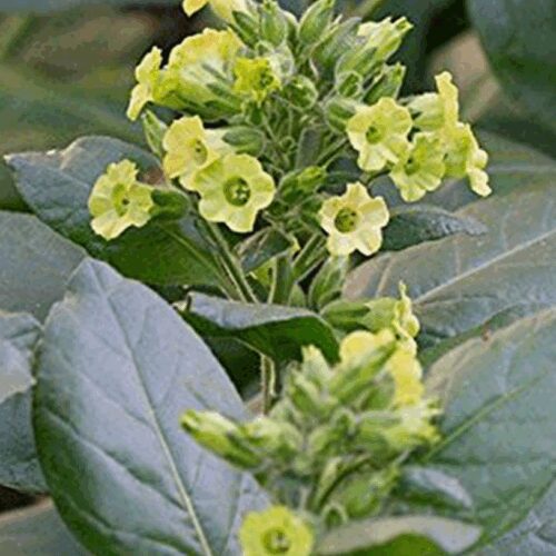 Tobacco Sacred Midewiwan - Nicotiana Rustica
