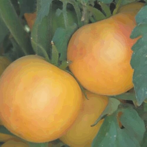 Wapsipinicon - Tomato