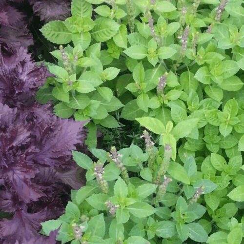 Tulsi “Rama” - Ocimum Sanctum