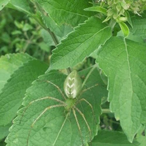 Tulsi - Holy Basil - (Ocimum Sanctum)