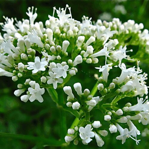 Valerian - Valeriana Officinalis