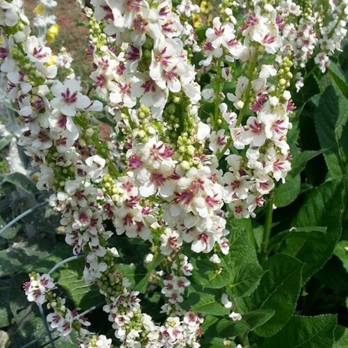 Verbascum Nigrum - Dark Mullein - ‘Album’ White’