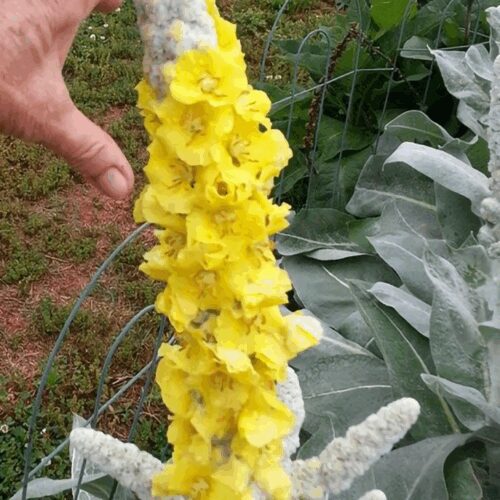 Verbascum - Artic Summer - Silk Mullein