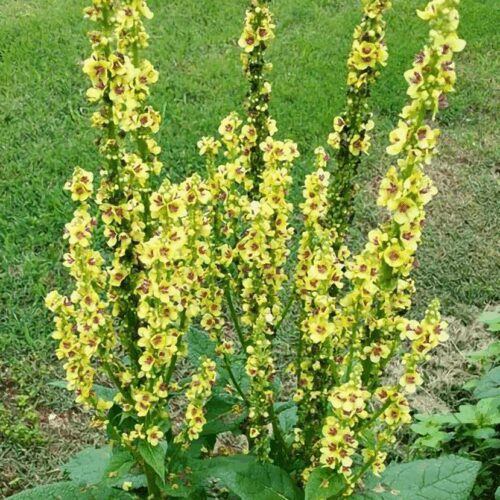 Verbascum Nigrum - “16 Candles” - Yellow