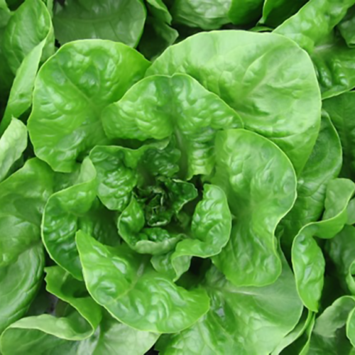 Winter Density Bib - Lettuce