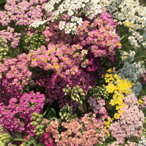 Yarrow - Achillea - Mil50lium - MIXED Permacultural