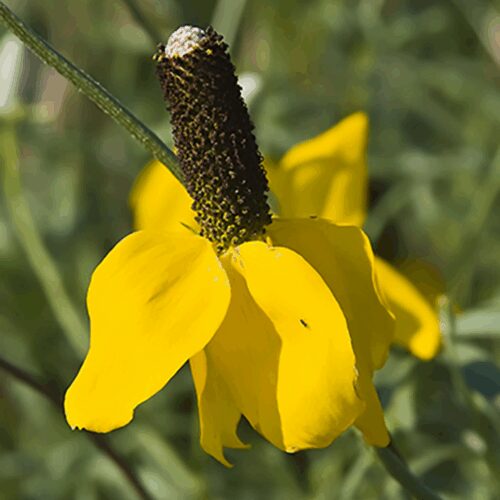 Yellow Prairie Coneflower - Ratibida Columnaris