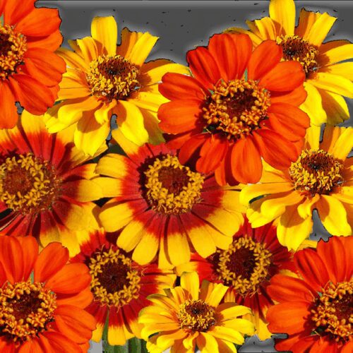 Fiesta Bouquet - Zinnia