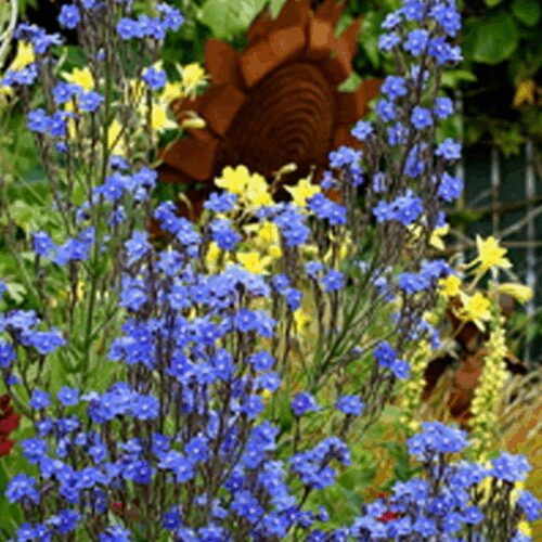 Anchusa, ‘Blue Angel’ - Bugloss