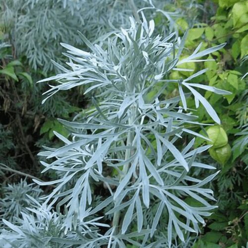 Artemisia Absinthium - Wormwood, Ab sinthe