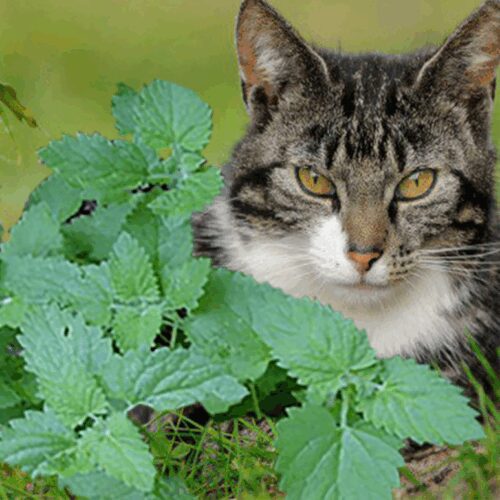 Catnip - Nepeta Cataria