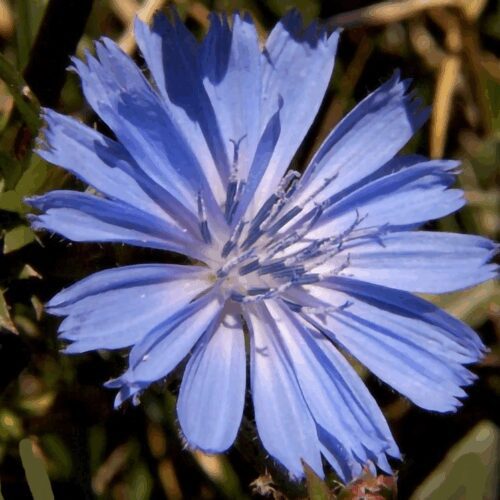 Chicory - Cichorium Intybus