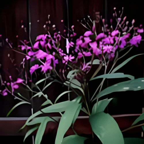 Ironweed - Vernonia Altissima