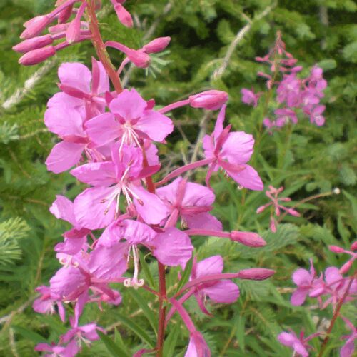 Fireweed - Rosebay Willowherb - Epilobium Angustifolium
