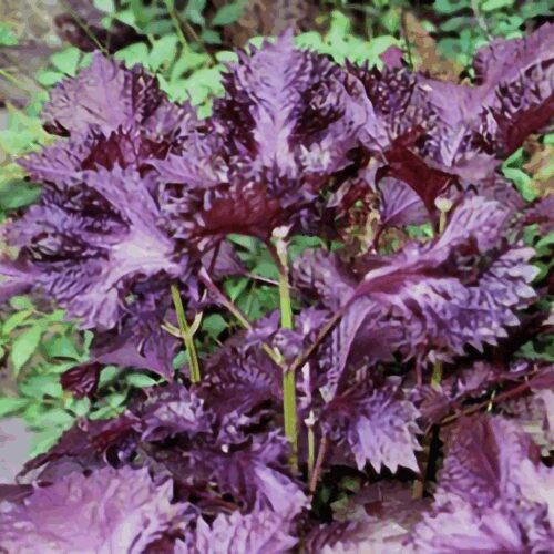 Shiso Red - Perilla Frutescens
