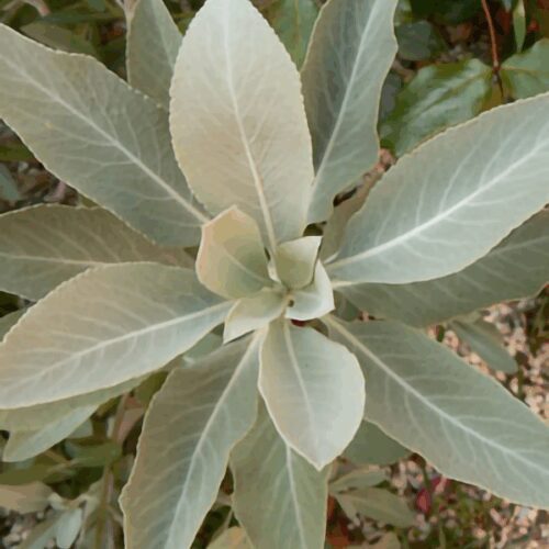White Sage - Salvia Apiana
