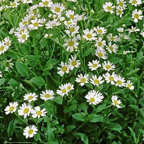 Costmary - Tanacetum balsamita
